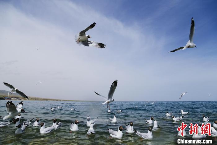 圖為水鳥在青海湖飛翔?！●R銘言 攝