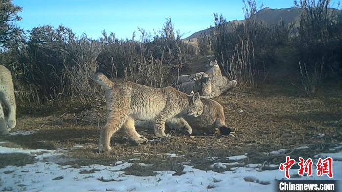 圖為紅外相機拍攝到的猞猁?！∑钸B山國家公園青海省管理局供圖