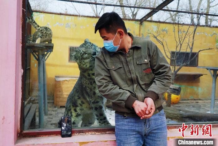 圖為雪豹“奶爸”史壽軍直播休息時(shí)與雪豹互動。　馬銘言 攝