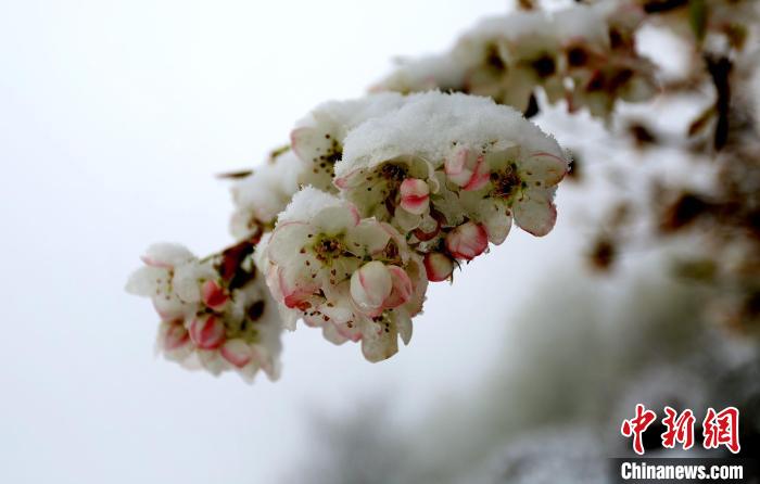 花兒被冰雪覆蓋?！±钣腊?　攝