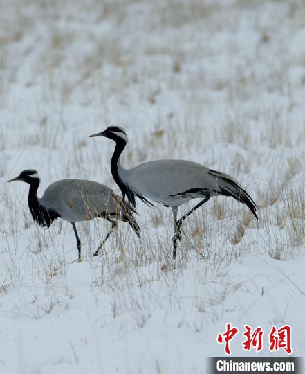在若爾蓋濕地的蓑羽鶴?！∩袞|機 攝