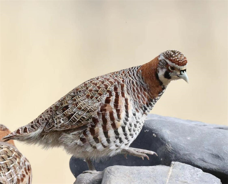 高原山鶉。圖片來源：農(nóng)牧民大自然攝影隊