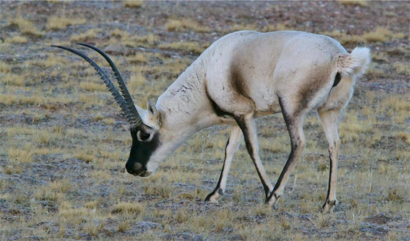 藏羚羊。圖片來源：農(nóng)牧民大自然攝影隊