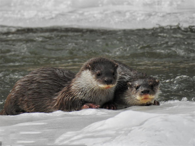 歐亞水獺。圖片來源：農(nóng)牧民大自然攝影隊