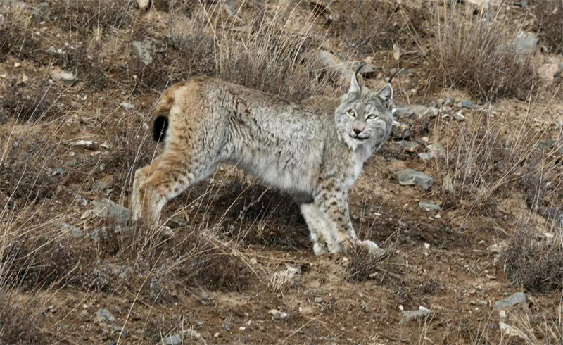 猞猁。圖片來源：農(nóng)牧民大自然攝影隊