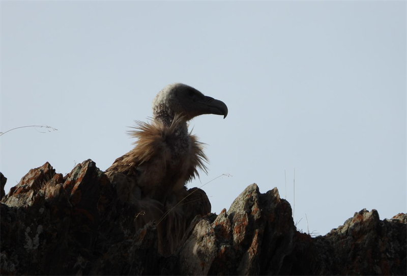 高原兀鷲。圖片來源：農(nóng)牧民大自然攝影隊