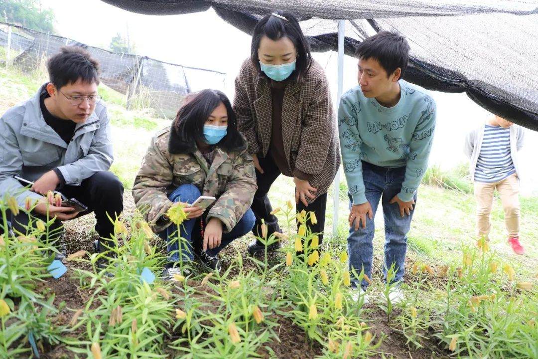 彭州對口支援工作組隊項目組查看瓦布貝母種植情況。彭州市宣傳部供圖