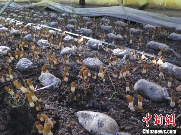 青海班瑪：高原羊肚菌撐起牧民“致富傘”