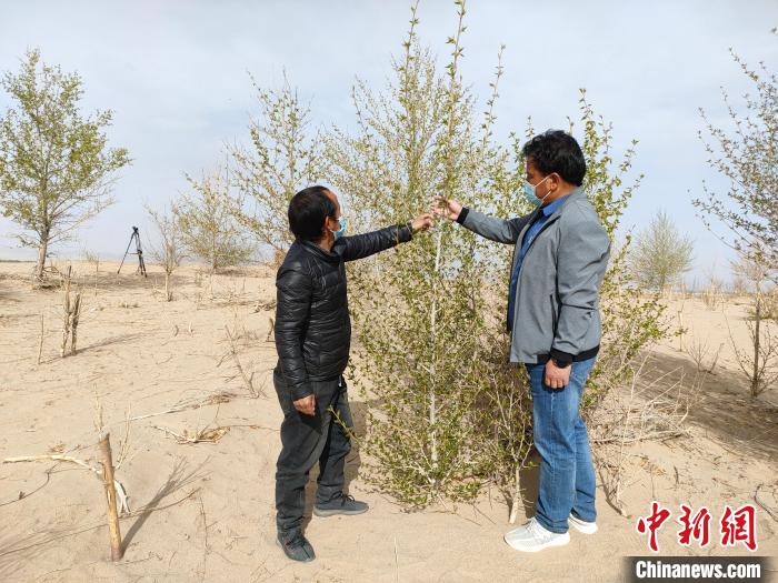 柴達(dá)木盆地的護(hù)林員：守護(hù)，只為那一片綠