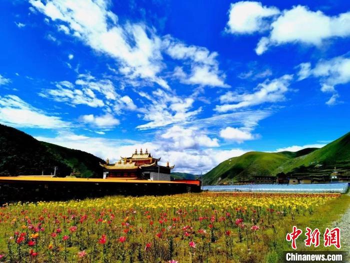 近百畝百合花競相開放，景色誘人?！∪捞量h委宣傳部供圖