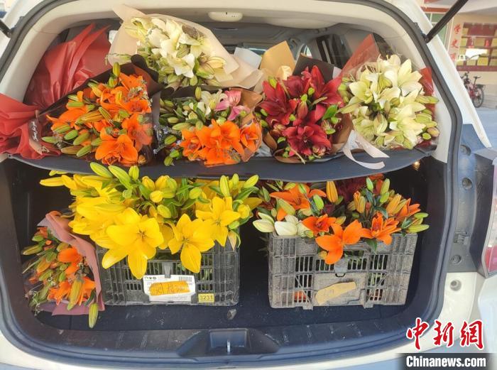 剛剛采摘下來的百合花。　壤塘縣委宣傳部供圖