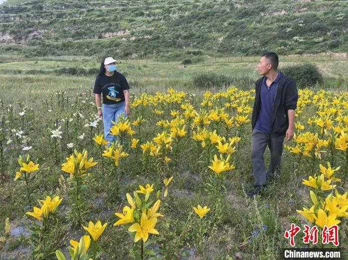村民采摘百合花?！∪捞量h委宣傳部供圖
