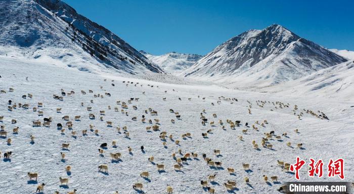 圖為羊群在雪地里覓食?！《继m縣融媒體中心供圖