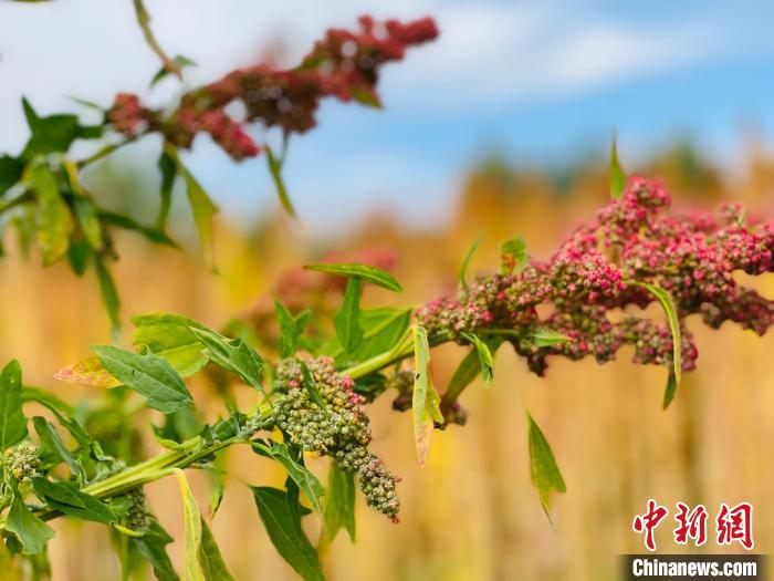 柴達(dá)木盆地綠色有機企業(yè)和產(chǎn)品認(rèn)證數(shù)位居青海省首位