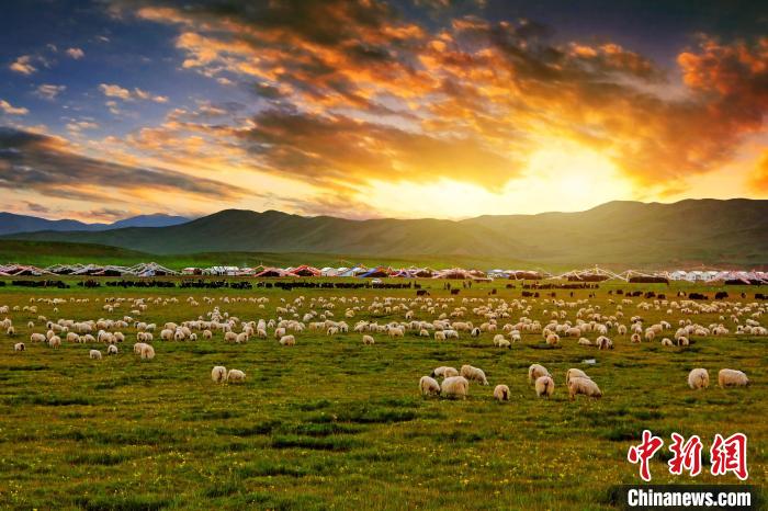 資料圖為青海省玉樹州稱多縣草原風(fēng)光?！」?攝