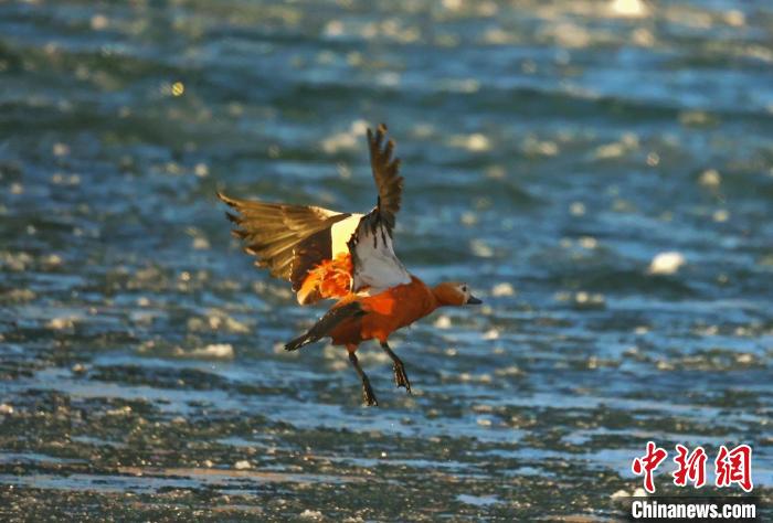 圖為赤麻鴨貼著水面飛行?！“兹斩〔冀?攝