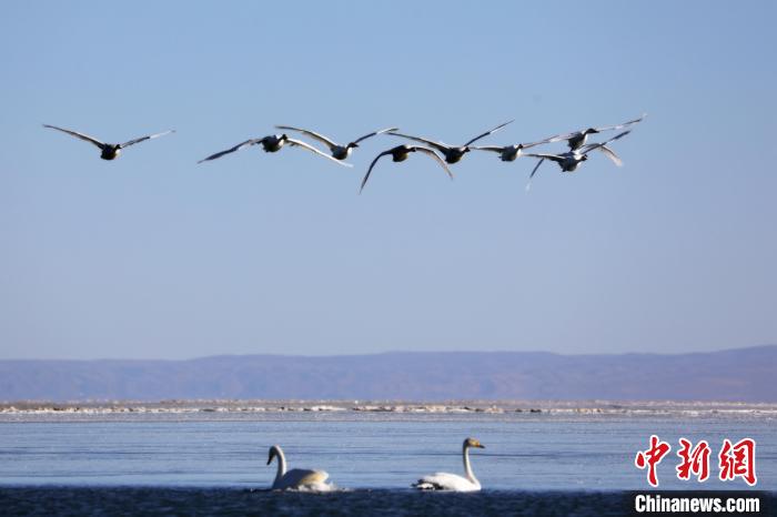 圖為大天鵝在青海湖上空飛翔?！●R怡睿 攝