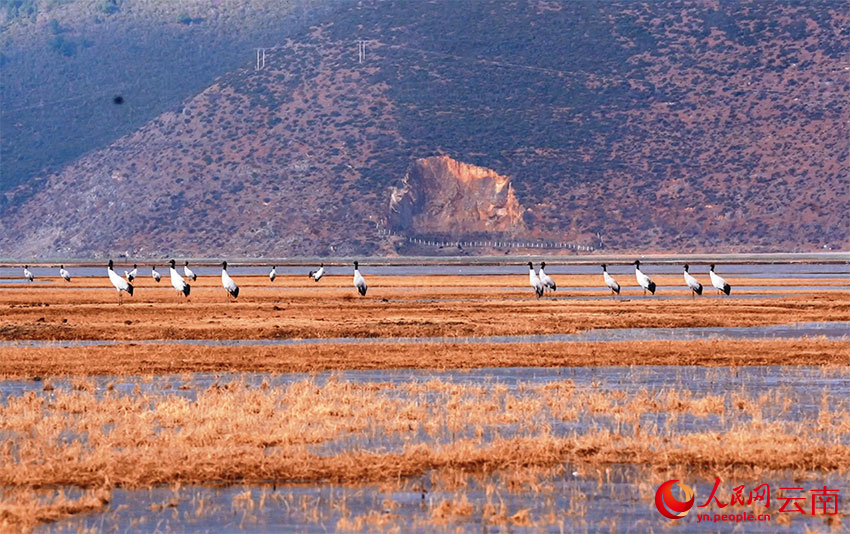 香格里拉納帕海濕地的黑頸鶴。和志榮攝