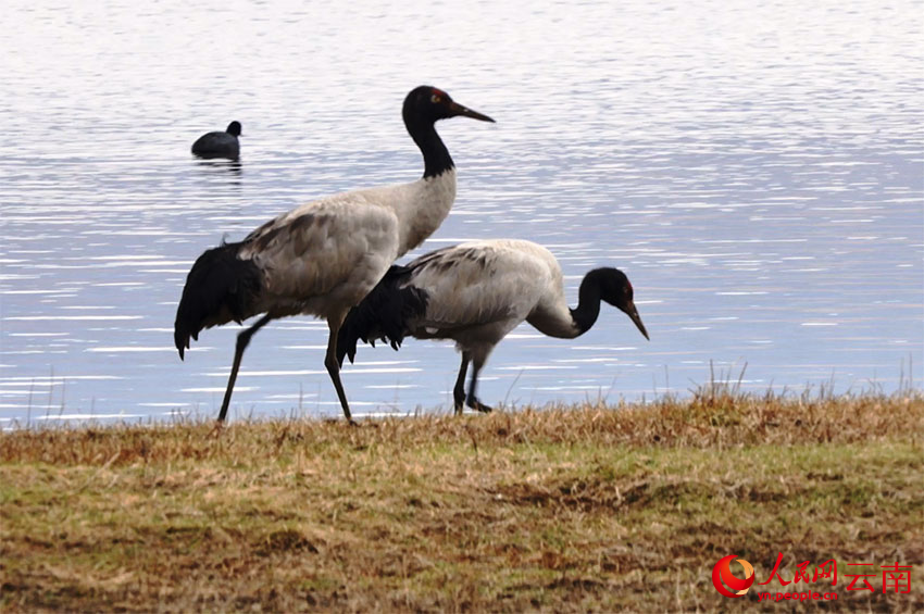 香格里拉納帕海濕地的黑頸鶴。李競(jìng)?cè)魯z