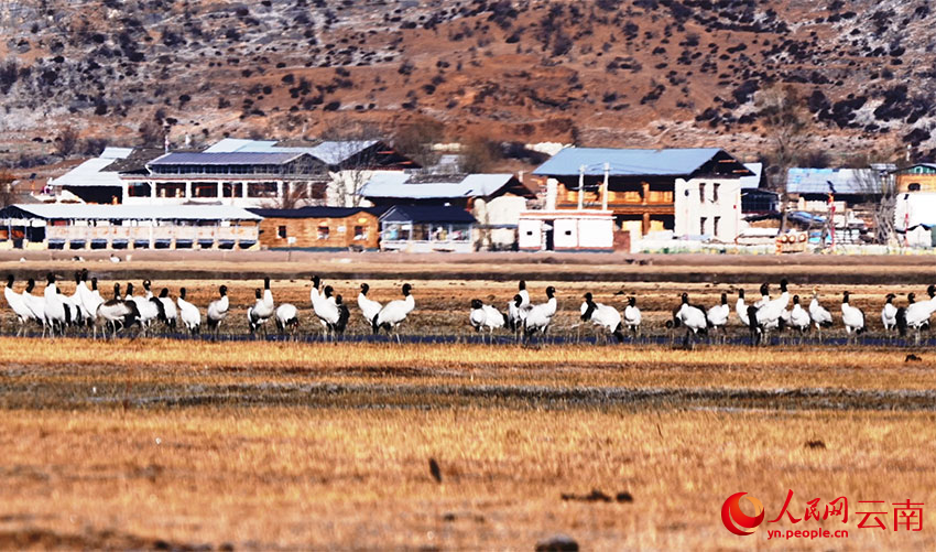 香格里拉納帕海濕地的黑頸鶴。李曉東攝