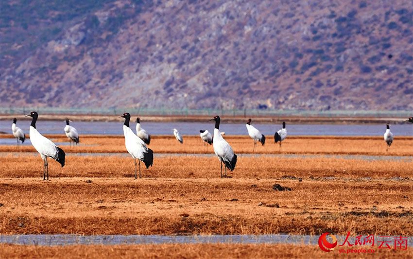 香格里拉納帕海濕地的黑頸鶴。李曉東攝