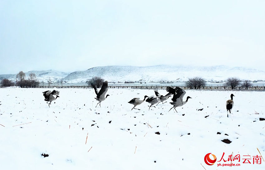 香格里拉納帕海濕地的黑頸鶴。趙旭燕攝