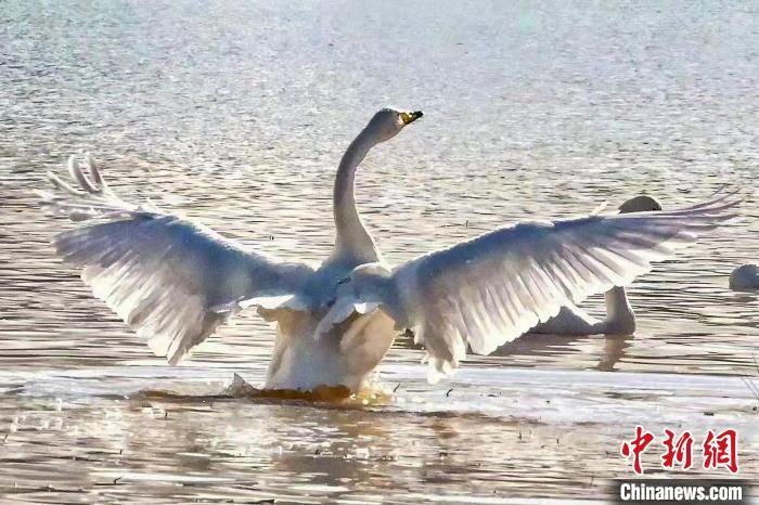 圖為一只大天鵝在水中沐浴?！?yán)桉 攝