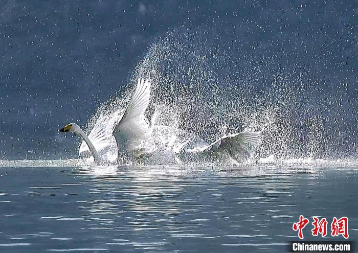 圖為大天鵝在水中嬉戲?！?yán)桉 攝