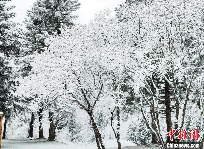 大熊貓國(guó)家公園王朗片區(qū)春雪如畫(huà)，宛若仙境?！×_春平 攝