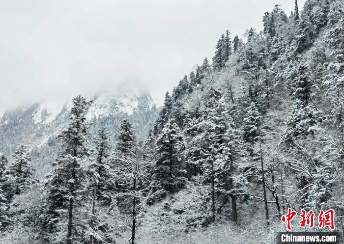 大熊貓國(guó)家公園王朗片區(qū)春雪如畫(huà)，宛若仙境。　羅春平 攝