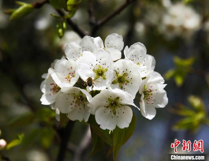 圖為盛開的梨花。　祁增蓓 攝