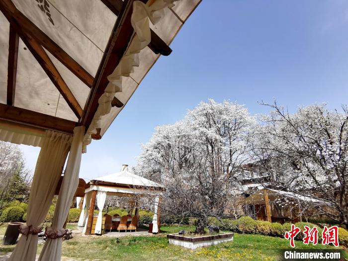 圖為梨花?！?zhí)砀?攝