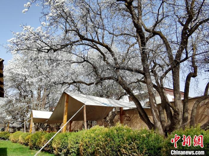 圖為尖扎噶達(dá)莊園內(nèi)的梨花?！?zhí)砀?攝
