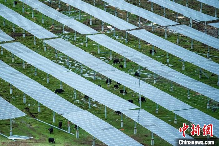 柯拉光伏板距地面高度超過1.8米，可滿足植被生長需要，又能保障牛羊放牧空間，實現(xiàn)“牧光”互補?！⒅铱?攝