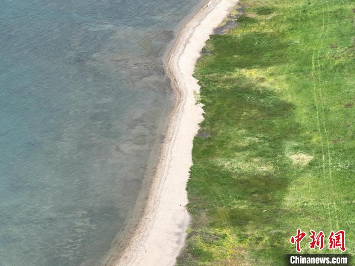 圖為航拍仲夏時節(jié)，青海湖畔綠茵如毯。　祁增蓓 攝