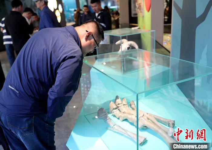 圖為臺(tái)商在祁連山國(guó)家公園生態(tài)科普館內(nèi)觀看標(biāo)本?！⊙Φ?攝