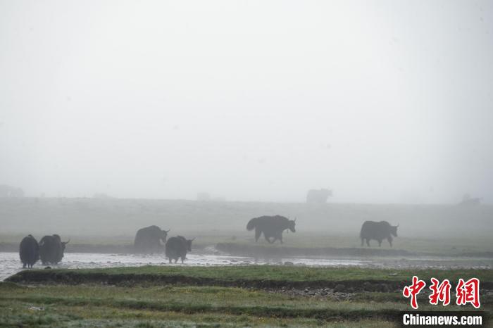 圖為成群牦牛在草灘上戲水漫步，宛如靜美水墨畫?！●R銘言 攝