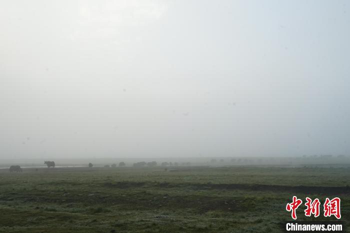 圖為成群牦牛在草灘上覓食、漫步，宛如靜美水墨畫?！●R銘言 攝