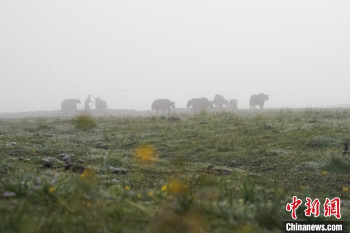 圖為成群牦牛在草灘上覓食、漫步，宛如靜美水墨畫?！●R銘言 攝