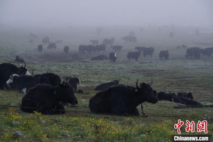 圖為成群牦牛在草灘上覓食、棲息，宛如靜美水墨畫?！●R銘言 攝