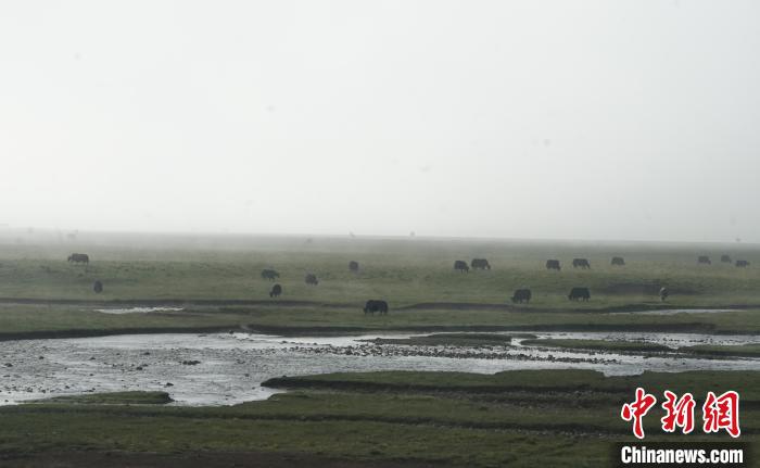 圖為成群牦牛在草灘上覓食、漫步，宛如靜美水墨畫?！●R銘言 攝