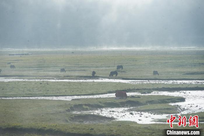 圖為成群牦牛在草灘上覓食、漫步，宛如靜美水墨畫?！●R銘言 攝