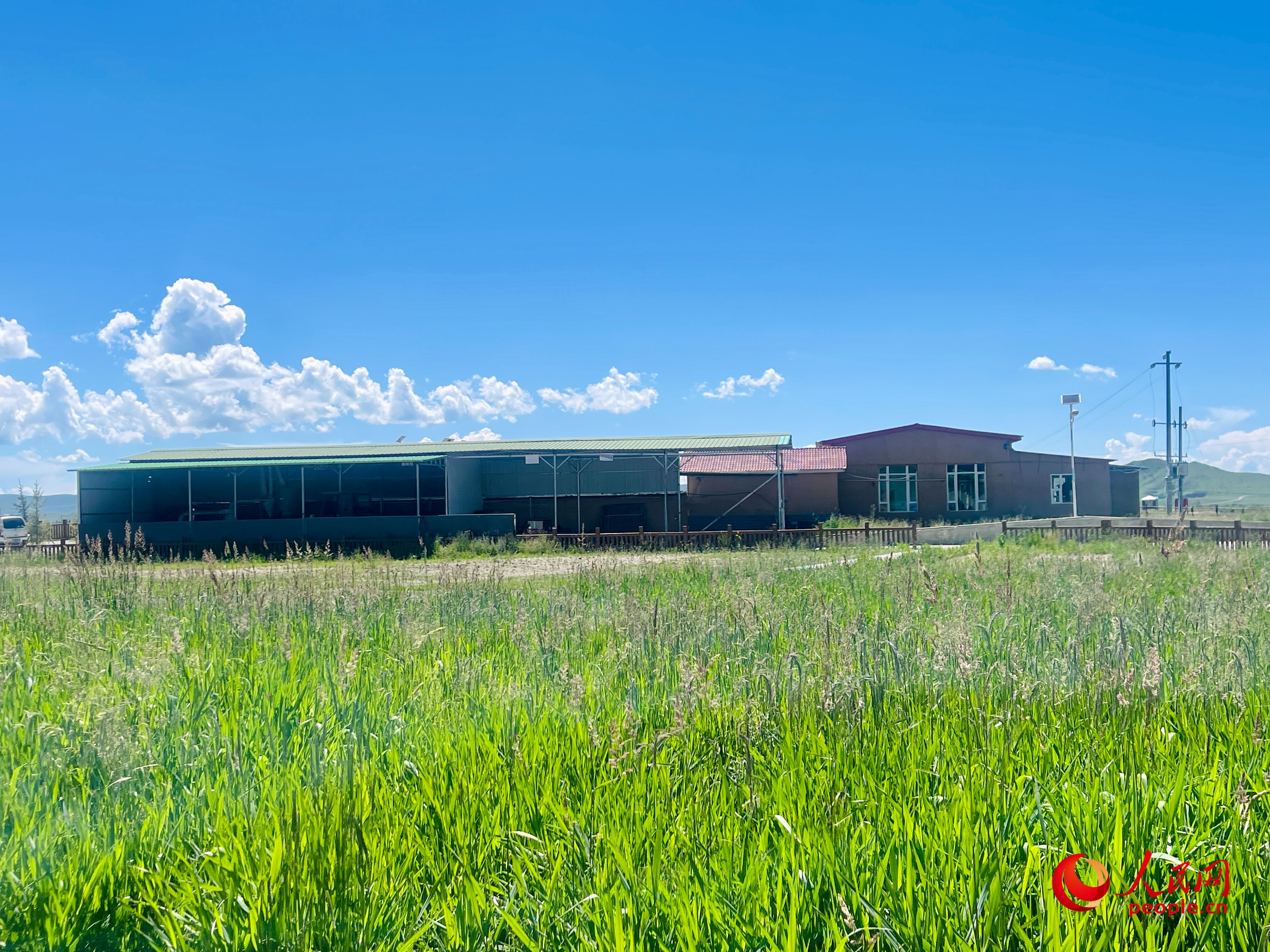 唐日合作社牧草茂密。人民網(wǎng) 周靜圓攝