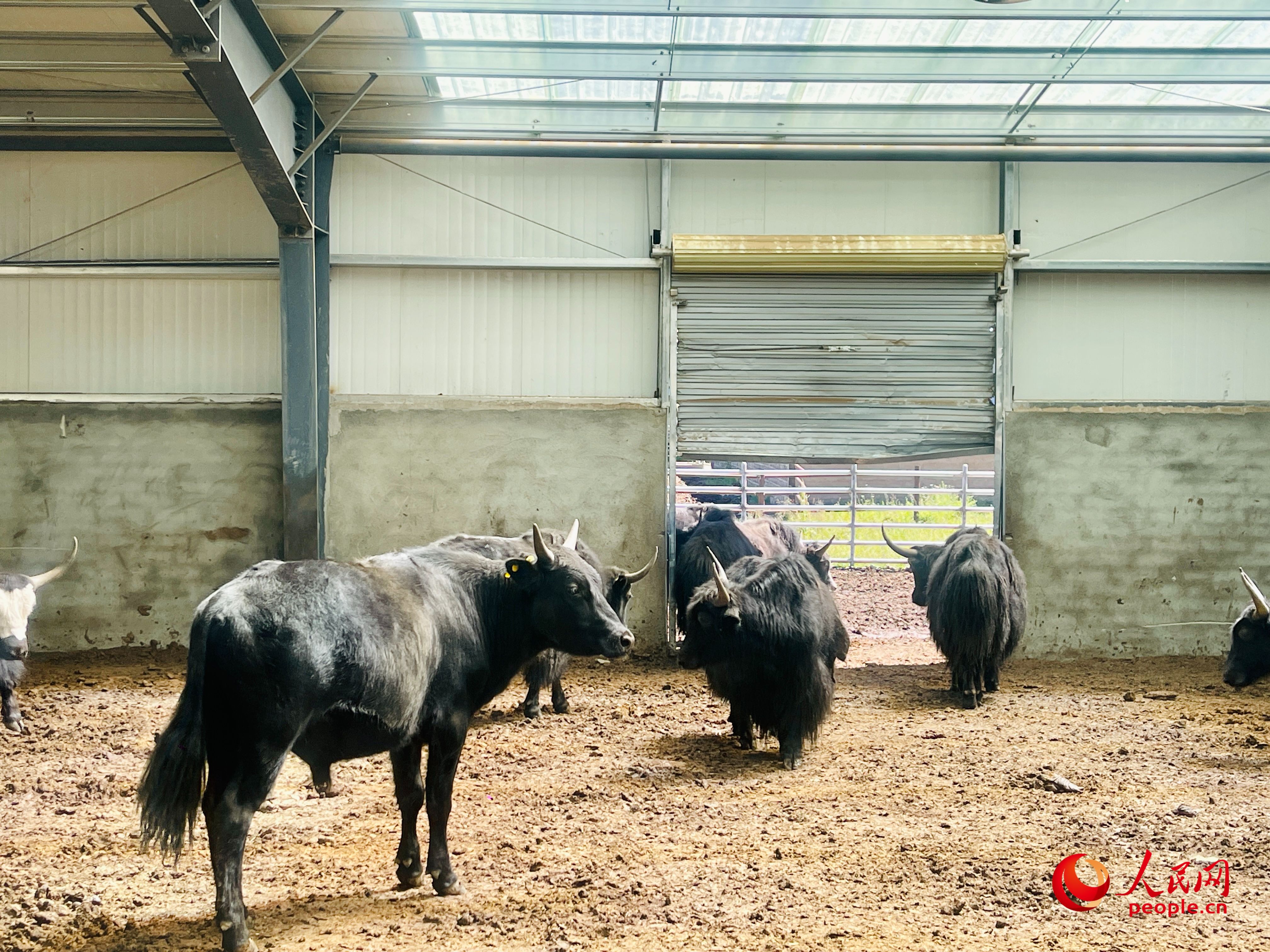 唐日合作社里養(yǎng)殖的牦牛。人民網(wǎng) 周靜圓攝