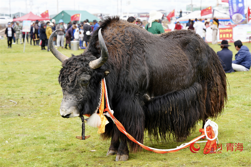 澤庫牦牛評比展示。人民網 陳明菊攝