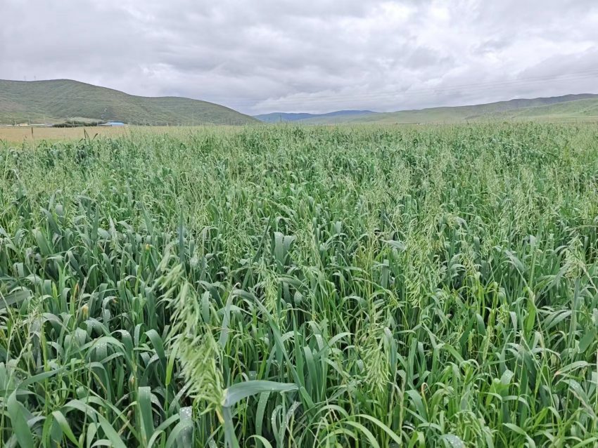 四川省阿壩州紅原縣草場(chǎng)。阿壩州紅原縣科學(xué)技術(shù)和農(nóng)業(yè)畜牧局供圖