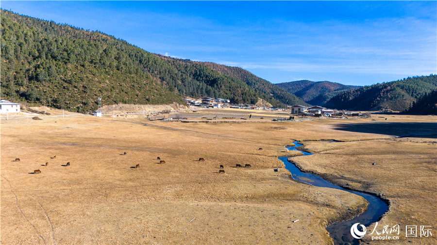 香格里拉國家公園內(nèi)的高山草甸。人民網(wǎng)記者 虎遵會攝