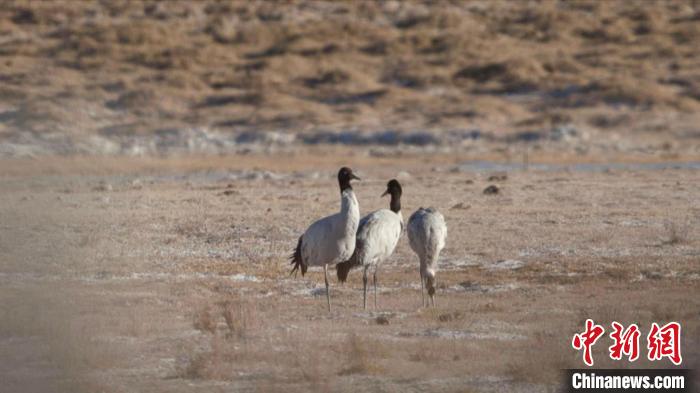 珍稀鳥類黑頸鶴、灰鶴現(xiàn)身青海格爾木