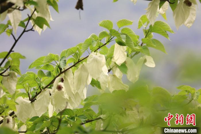 四川松潘:萬(wàn)株野生珙桐花競(jìng)相綻放