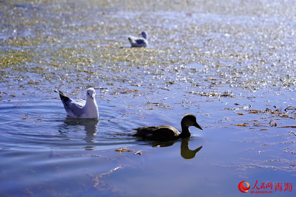 可魯克湖的水鳥(niǎo)。人民網(wǎng) 陳明菊攝
